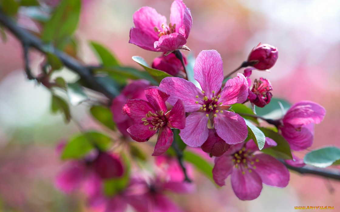 цветы, цветущие деревья ,  кустарники, макро, розовый, ветка, яблоня